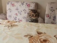 SAFKAN CHİNCHİLLA KEDİLER