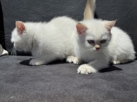 Çok özel beyaz mavi gözlü british shorthair ler