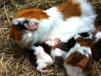 Guineapig Yavrular Aynı Gün Set Halinde Teslim Edilir