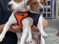 Bu hafta acil uygun dişi kısa bacak köpeğimiz
