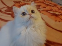 British Longhair Dişi