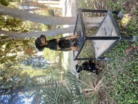 KİNG DOBERMAN YAVRULARİMİZ