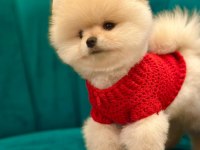 POMERANİAN BOO YAVRU KÖPEKLER