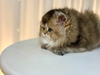 Show Class Ny25 British Longhair Prenses