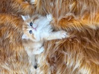 Efsane güzellikte british longhair bebeklerim