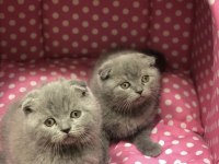 SCOTTISH FOLD YAVRULARIM 