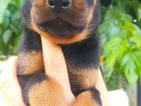 A kalite doberman yavrular