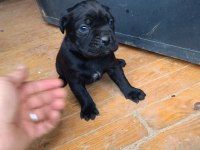 Cane corso köpeği yavrular
