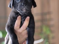 Cane Corso Yavruları
