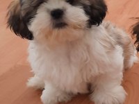 Yakışıklı shih tzu oğlum