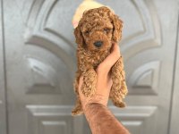 Toy Poodle Yavrular