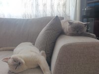 SECERELİ BABA, SAF KAN ANNEDEN BRITISH SHORTHAIR