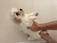 3.5 AYLIK DİŞİ MALTİPOO