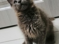 Küçük Dev Erkek Maine Coon