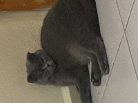 2 yaşında dişi scottish fold