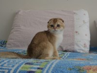 Golden scottish fold erkek yavru
