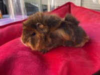 Guinea Pig Ler Geldi