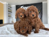 shoooowwww kalite toy poodle yavrular ankara mağazamızda
