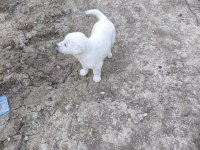 3 TANE DİŞİ AKBAŞ YAVRUSU