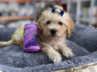 Mini Ve Standart Maltipoo Bebekler