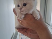 2 AYLIK BRITISH LONGHAIR - SHORTHAIR YAVRULAR
