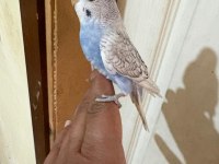 34 GÜNLÜK KONUŞTURMALIK BEBEK MUHABBET KUŞU
