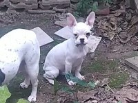 5 Aylık Erkek French Bulldog ilk gelen alır