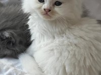 Yavru british longhair (uzun tüylü)