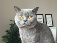 British Shorthair Oğlumuz İçin Yuva Arıyoruz