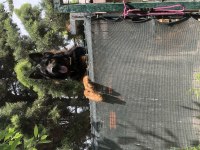 Saf Kan Alman Kurdu Yavruları