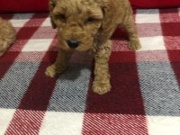 İstanbul Ankara Safkan Toy Poodle Yavruları