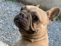 1 YAŞINDA FRANSIZ BULLDOG
