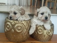 Muhteşem 0 numara maltipoo bebekler
