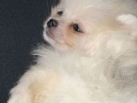 Pomeranian boo
