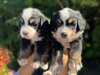 MÜKEMMEL BERNESE DAĞ KÖPEĞİ YAVRULAR