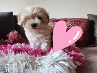 Ev Yavrusu Maltipoo Kızım