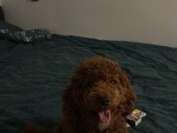 SAHİBİNDEN YAŞINA GİRMEK ÜZERE POODLE