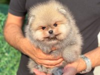 Pomeranian Orange Yavrumuz Teacup