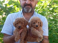 Toy ve mini boy poodle yavrularımız renk renk