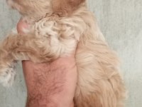 MALTİPOO BEBEKLERİMİZ