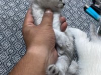 British shorthair silver
