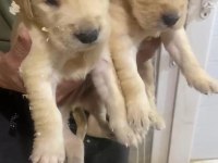 Dünya Tatlısı Golden Retriever Irk Sağlık Garantili