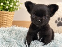 Siyahın En Güzel Tonu Minik Chıhuahua Köpeğimiz