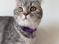British shorthair kızıma yeni yuva arıyorum