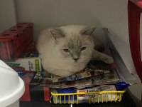 Acil Ücretsiz British Shorthair Blue Point Cinsi