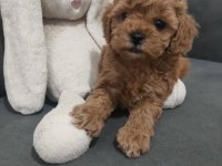 DİŞİ TOY POODLE