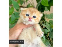British Shorthair Yavrular