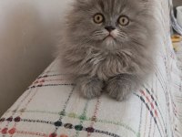 Kızımız 2,5 Aylık British Longhair