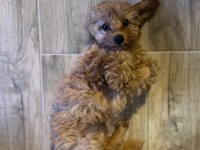 4 aylık dişi maltipoo tuvalet eğitimi vardır