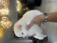 Pomeranian erkek